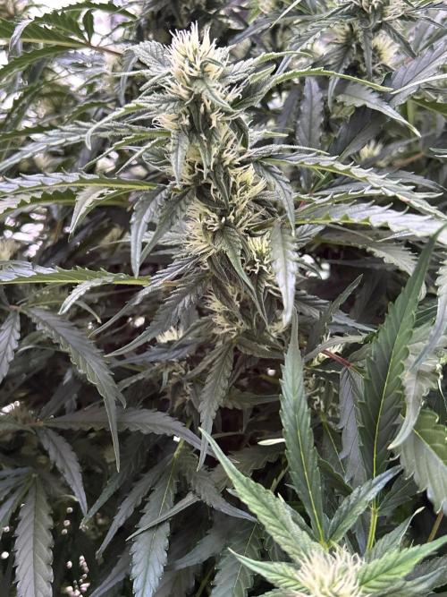A F27 Auto Strong THC & Heavy terps. Week 7