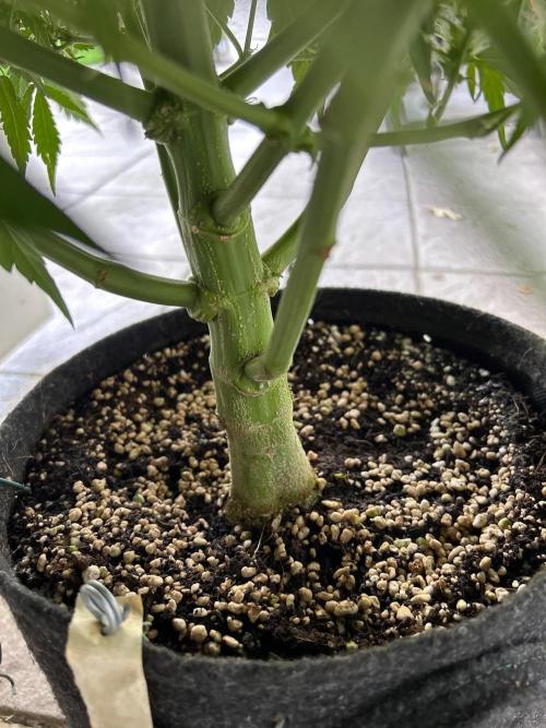 A F27 Auto Strong THC & Heavy terps. Week 7