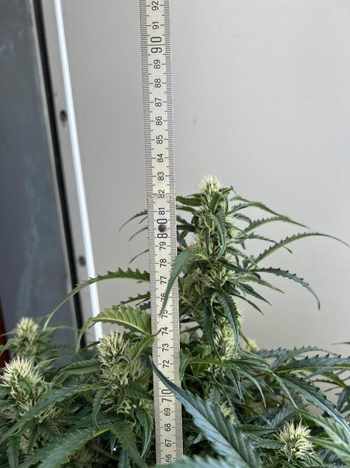 A F27 Auto Strong THC & Heavy terps. Week 7