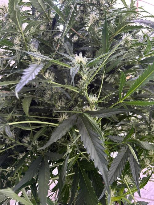 A F27 Auto Strong THC & Heavy terps. Week 7