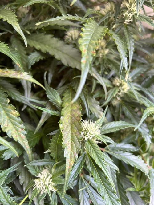 A F27 Auto Strong THC & Heavy terps. Week 7