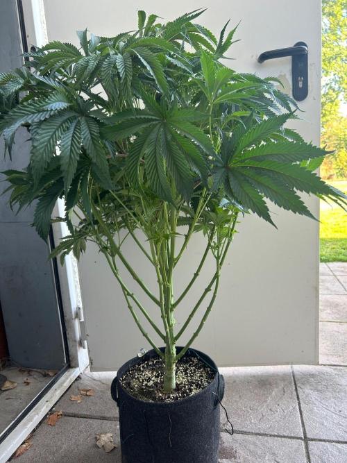 B F27 Auto ‚Strong And Heavy. Week 8