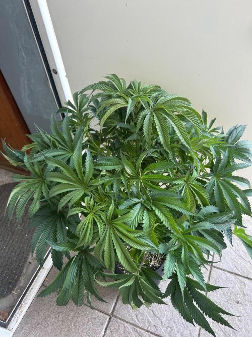 B F27 Auto ‚Strong And Heavy. Week 8