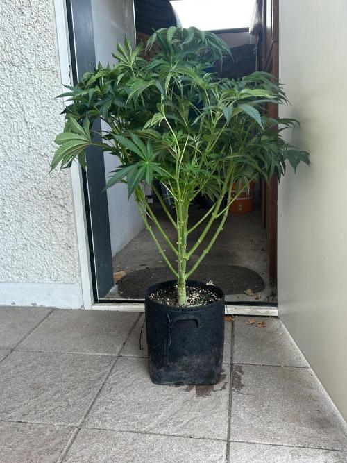 B F27 Auto ‚Strong And Heavy. Week 8