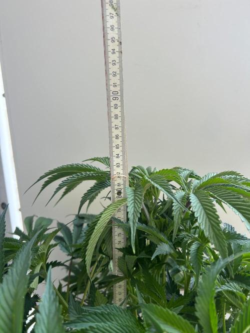 B F27 Auto ‚Strong And Heavy. Week 8