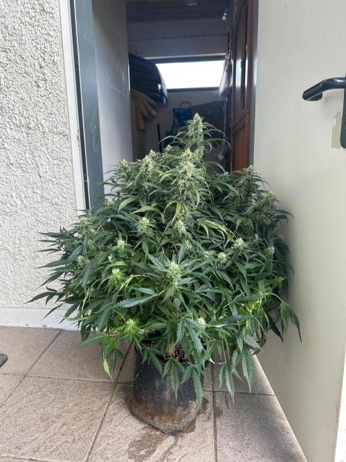 A F27 Auto Strong THC & Heavy terps. Week 8