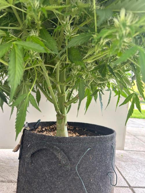 A F27 Auto Strong THC & Heavy terps. Week 8