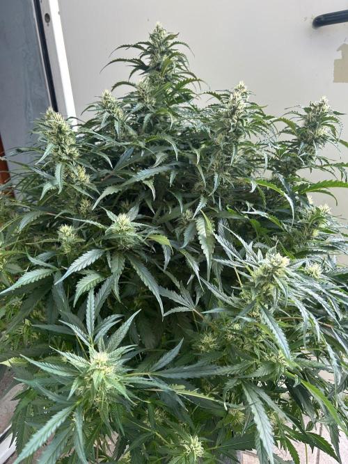 A F27 Auto Strong THC & Heavy terps. Week 8