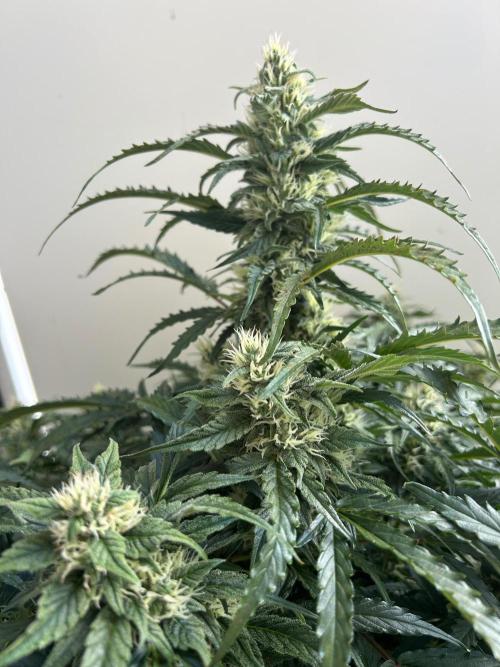 A F27 Auto Strong THC & Heavy terps. Week 8