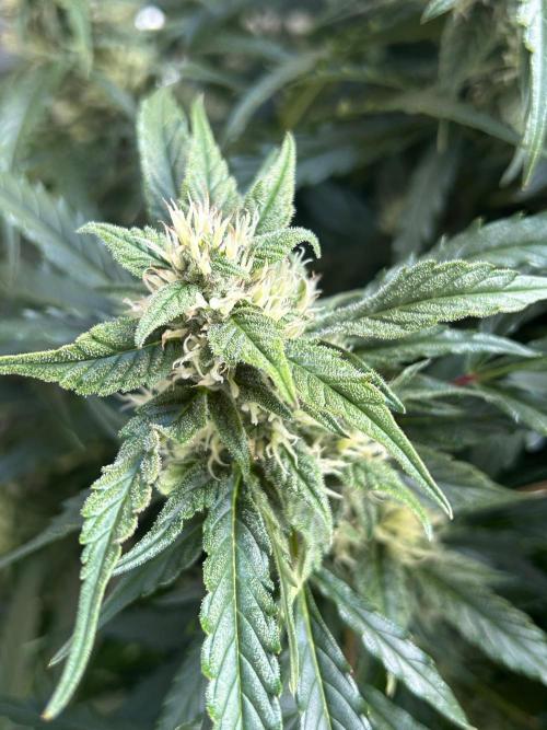 A F27 Auto Strong THC & Heavy terps. Week 8