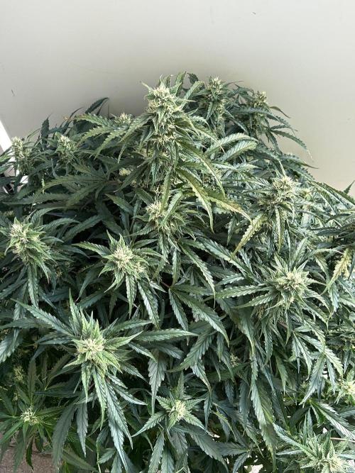 A F27 Auto Strong THC & Heavy terps. Week 8
