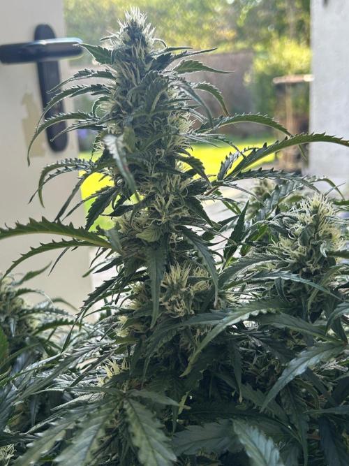 A F27 Auto Strong THC & Heavy terps. Week 8