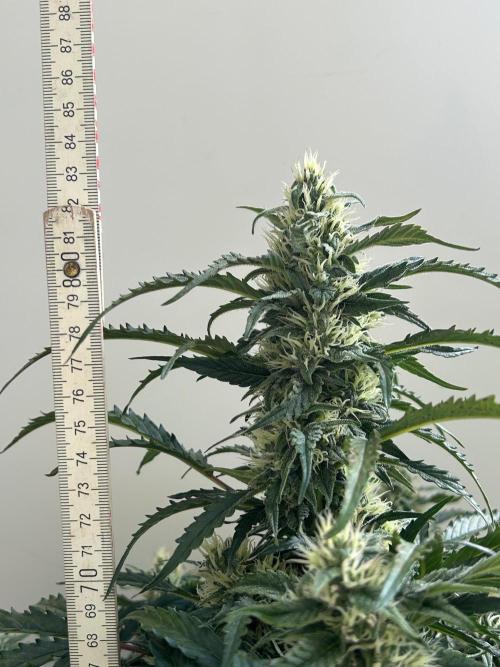 A F27 Auto Strong THC & Heavy terps. Week 8