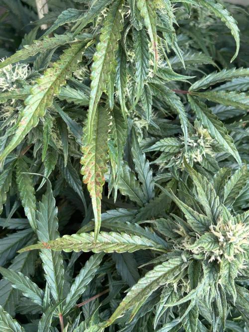 A F27 Auto Strong THC & Heavy terps. Week 8