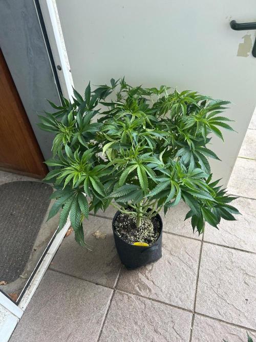 Auto Fume Pop. Week 8