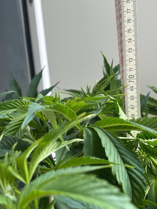 Auto Fume Pop. Week 8