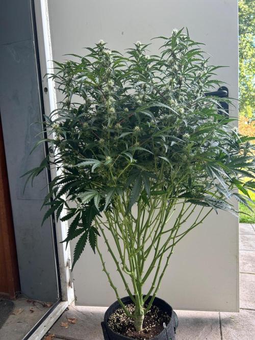 Auto fat Pete. Week 8