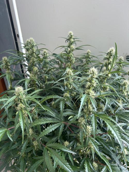 Auto fat Pete. Week 8