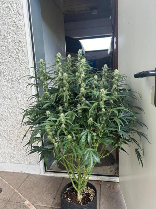 Auto fat Pete. Week 8