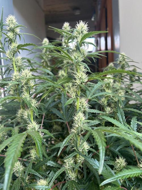 Auto fat Pete. Week 8
