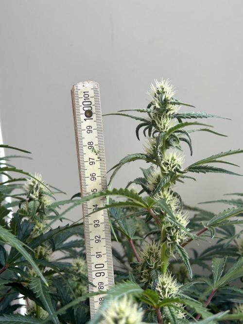 Auto fat Pete. Week 8
