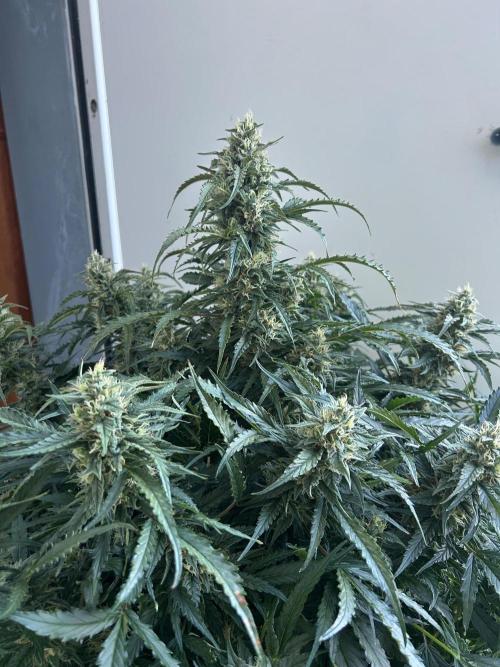 A F27 Auto Strong THC & Heavy terps. Week 9