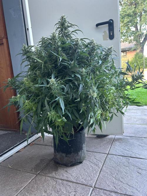 A F27 Auto Strong THC & Heavy terps. Week 9