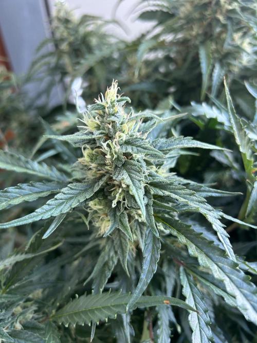 A F27 Auto Strong THC & Heavy terps. Week 9