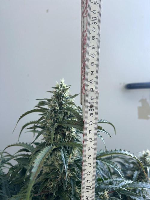 F27 Auto Strong THC & Heavy terps . Week 9