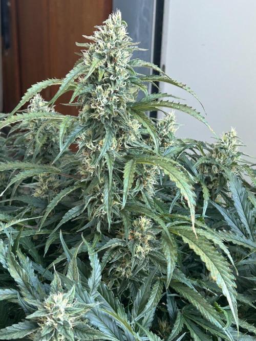 A F27 Auto Strong THC & Heavy terps. Week 9