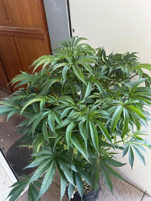 B F27 Auto ‚Strong And Heavy. Week 9
