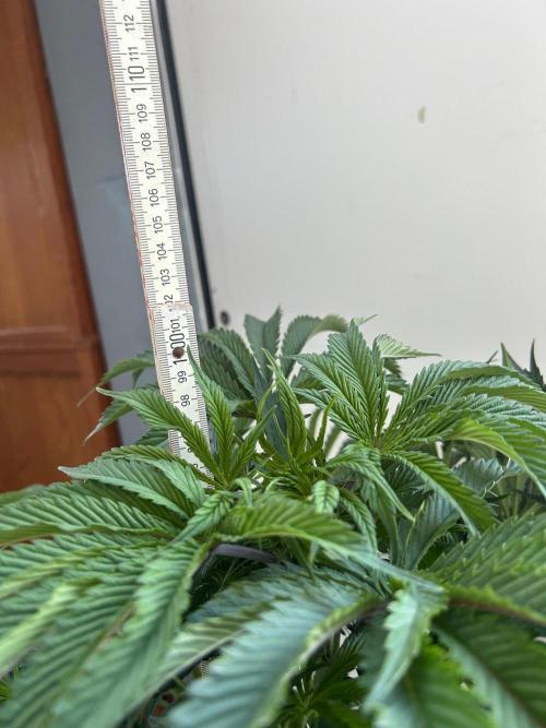 B F27 Auto ‚Strong And Heavy. Week 9