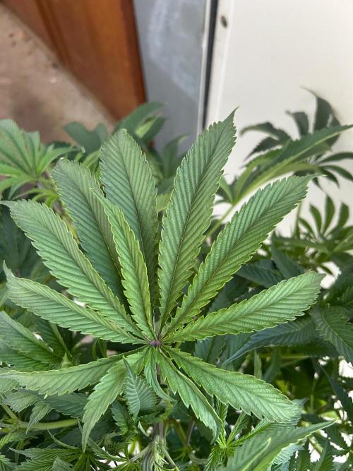 Auto F27 Strong THC& Heavy terps . Week 9