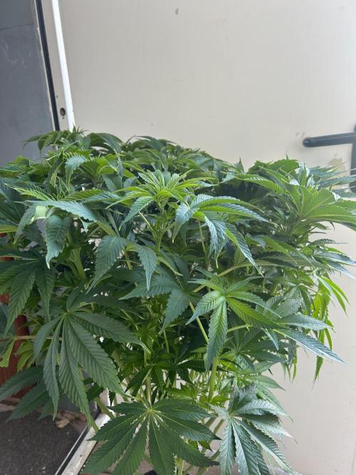 Auto Fume Pop. Week 9