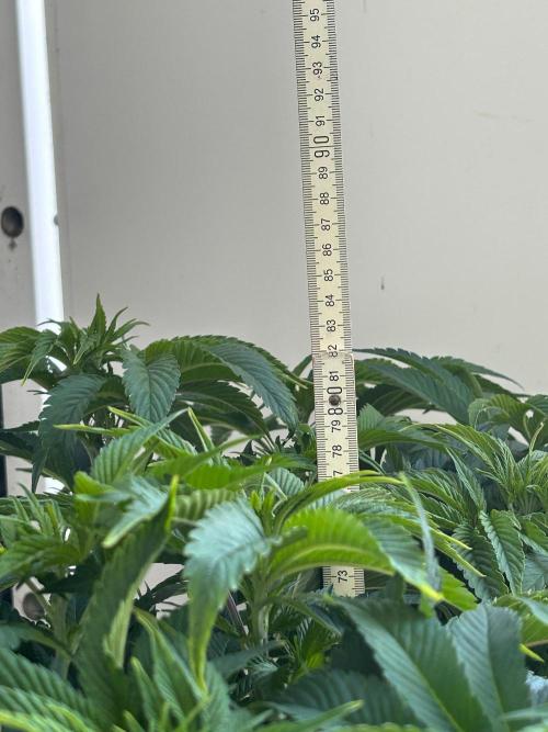 FumePop Auto. Week 9