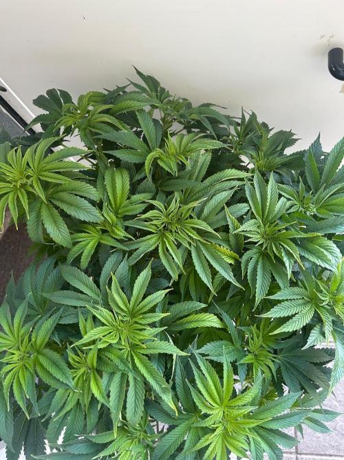 Auto Fume Pop. Week 9