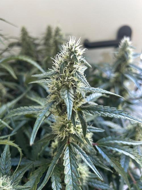Auto fat Pete. Week 9