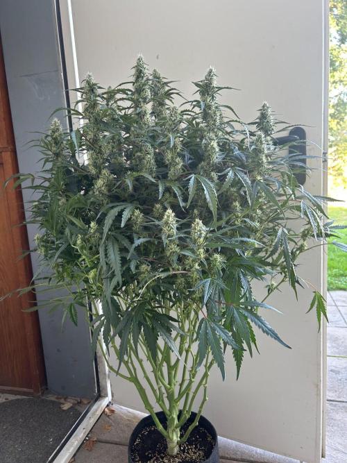 Auto fat Pete. Week 9