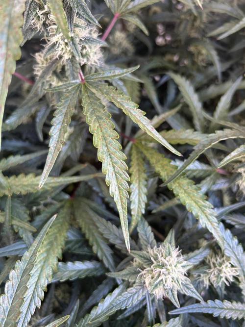 Auto fat Pete. Week 9