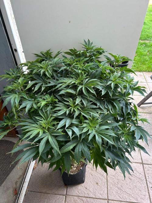 Auto Fume Pop. Week 10