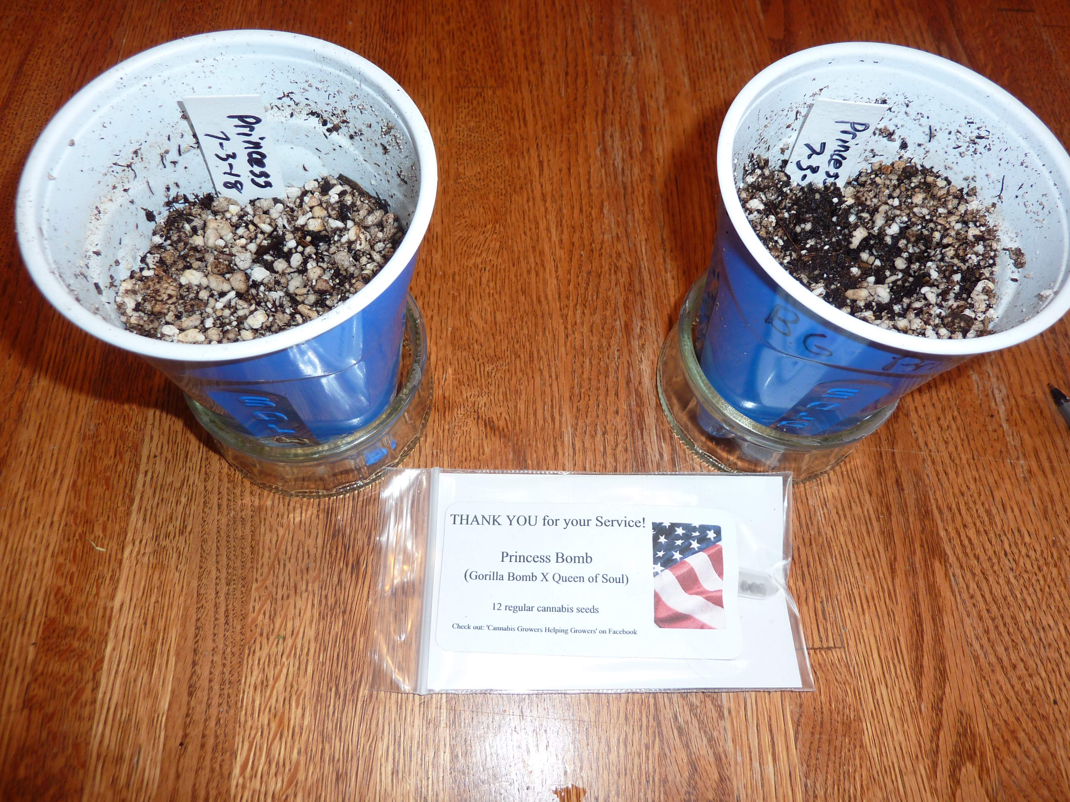 Princess Bomb 2 Grow Journal Week1 By Tater Growdiaries