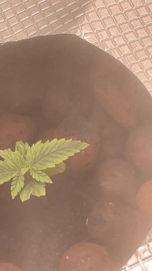 Humboldt Blueberry Cupcake Dwc