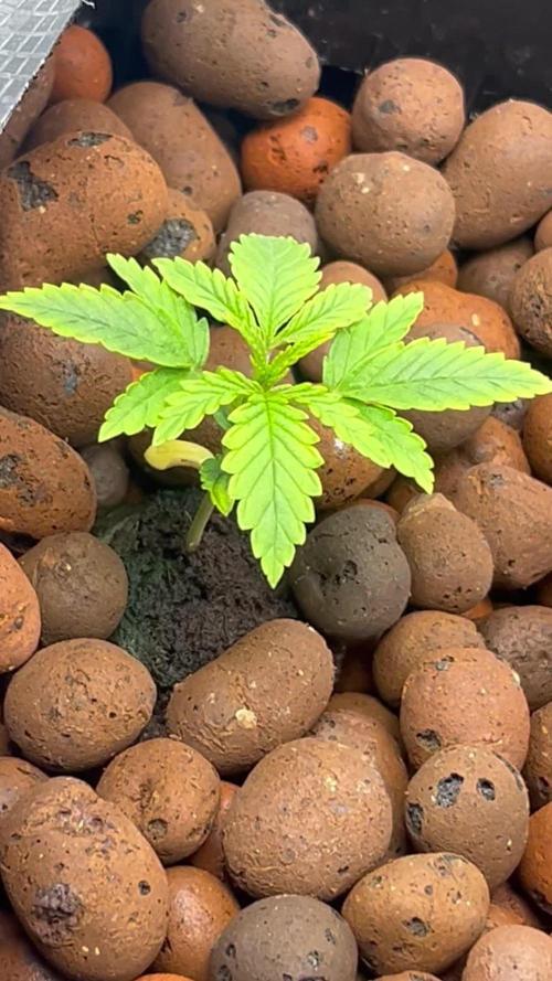 Humboldt Blueberry Cupcake Dwc