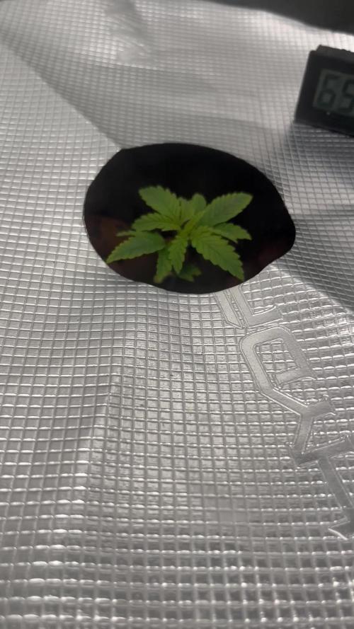 Humboldt Blueberry Cupcake Dwc