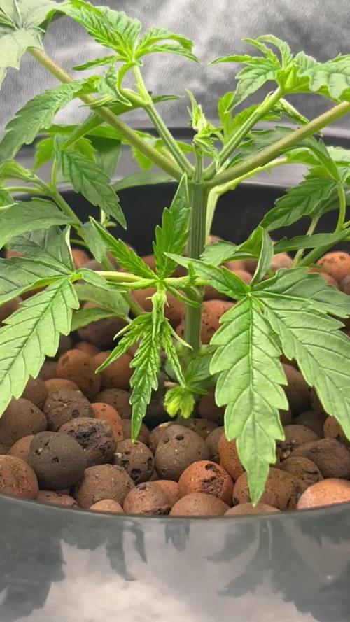 Humboldt Blueberry Cupcake Dwc