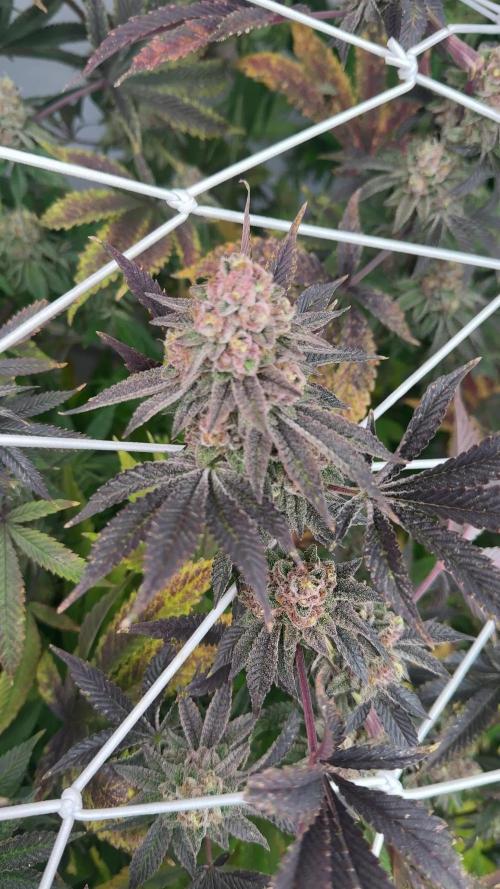 Black farm Genetix TIRAMISU