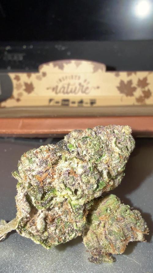 Black farm Genetix TIRAMISU