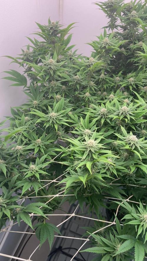 SUPERBOOF - BlockBerry🍓BLKHEADbuds