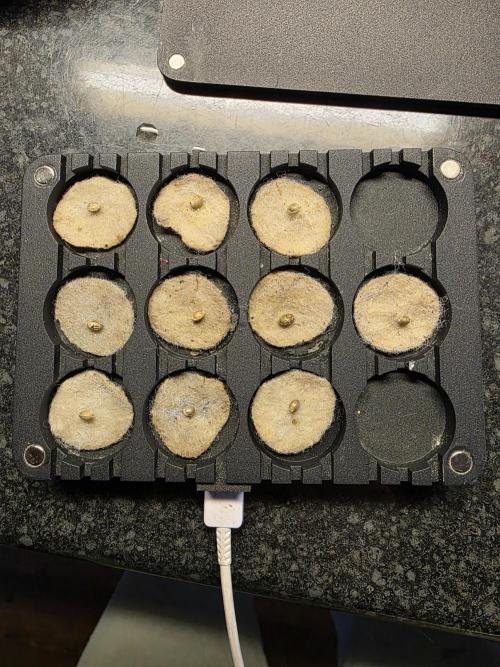 5 x 5 Jan 2026. Week 0 - Always germinate my seeds in the Aurora+ by RootNerds