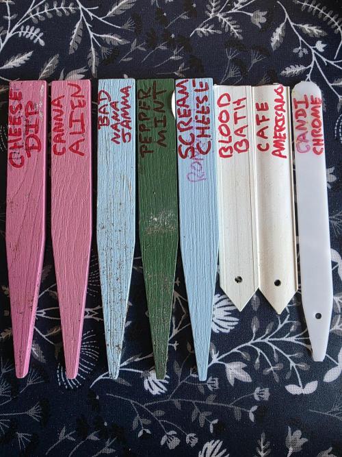 5 x 5 Jan 2026. Week 0